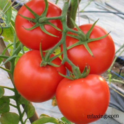 盘点所有西红柿美容方法 西红柿营养成分的功